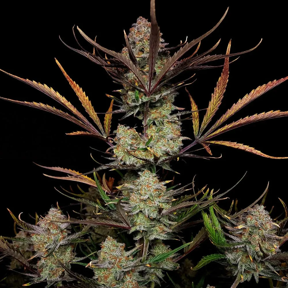 Fast Buds - Apple Strudel Auto™