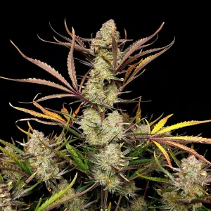 Fast Buds - Apple Strudel Auto™