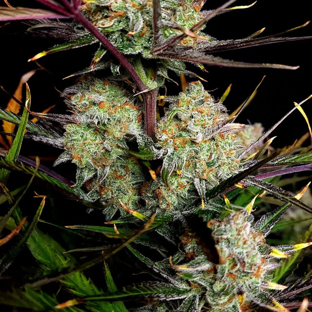 Fast Buds - Apple Strudel Auto™