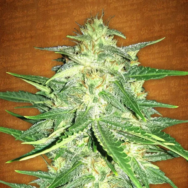 Fast Buds - Lemon AK Auto