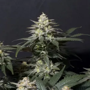 Fast Buds - Purple Lemonade - Fast Flowering