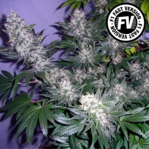 Sweet Seeds - Black Jack Fast